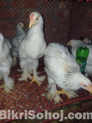 ব্রাহমা মুরগি বিক্রয়